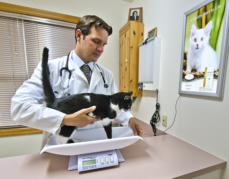 Kitten Care Spaying & Neutering Garden City Cat Hospital